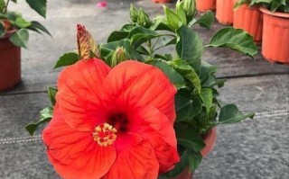 如何制作高效的扶桑花土？（掌握正确的配制方法，让你的扶桑花茁壮成长）