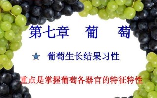 葡萄的生长环境及生长习性（掌握葡萄的生长条件及习性，打造高效果的葡萄种植场）