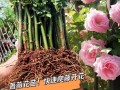 无根蔷薇的养护技巧（掌握关键步骤，让无根蔷薇绽放美丽）
