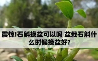 石斛种植时间与生长周期详解（掌握关键，助力丰收——石斛生长管理实践指南）