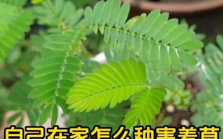 野生含羞草的养护指南（打造迷人的含羞草花园，让你的家居充满生机）
