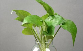 玻璃挂瓶植物的养护指南（打造独特居家绿植装饰，从玻璃挂瓶植物开始）