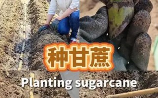 甘蔗种植技术全解析（提高产量、质量，掌握这些关键技术！）