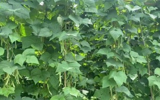 地芸豆种植全攻略（时间、方法、注意事项，让你的地芸豆长得健康又美味）