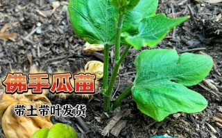 佛手瓜叶子卷曲的原因与处理方法（解析佛手瓜叶子卷曲的原因，提供科学有效的处理方法）