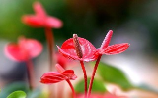 红掌是否适合淋雨？（探讨红掌的水分需求）