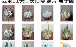 雪茄花耐寒能力测评（从低温到抗逆，探究雪茄花的生存密码）