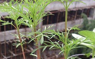 茶花摘心打顶的时间与方法（让茶花开出美丽的花朵的关键）