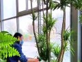 龙血树养殖须知（什么人不能养龙血树？）