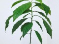 如何种植牛油果盆栽？（从种子到果实的全程指南）