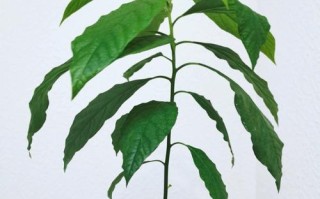如何种植牛油果盆栽？（从种子到果实的全程指南）