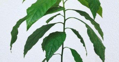 如何种植牛油果盆栽?(从种子到果实的全程指南) 如何种植牛油果盆栽?(从种子到果实的全程指南)
