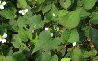 探秘鱼腥草的“被子植物”身份（从分类学、形态特征到生态习性一一解读）