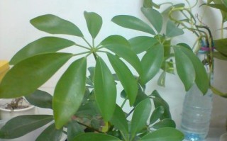 水培鸭掌木养殖全指南（学会这些技巧，让你的鸭掌木茁壮成长）