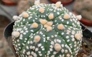 探究星兜开花周期（星兜开花时间及影响因素）