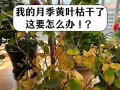 月季的种植技巧与注意事项（打造美丽庭院的月季栽种秘籍）