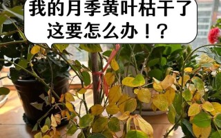 月季的种植技巧与注意事项（打造美丽庭院的月季栽种秘籍）