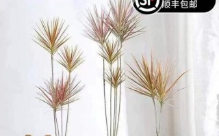 千年木的神奇功效解析（了解千年木在卧室中的安全性和健康益处）