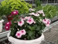 四季花的养殖技巧大揭秘（培育美丽花园的关键——四季花养殖）