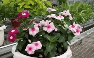 四季花的养殖技巧大揭秘（培育美丽花园的关键——四季花养殖）