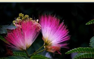 合欢花的种类及特点（了解合欢花，让你爱上这个美丽的花种）
