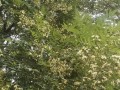 槐花开花时间及花期：一年中开花的时间和花期