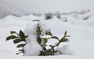 茶树生长习性与环境条件（探究茶树的生长环境与特性）