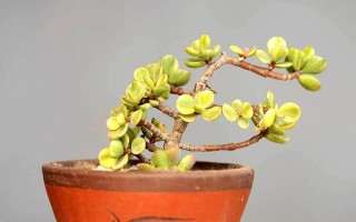 植物剪枝的技巧与要点（培养健康植物的必备知识）