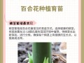 百合花种子的培育与繁殖（百合花种子的播种技巧及注意事项）