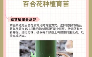 百合花种子的培育与繁殖（百合花种子的播种技巧及注意事项）