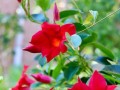 花与盆（探寻花与盆的和谐共生之道）