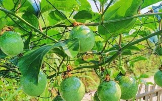 百香果的生长周期（从种子到果实，百香果需要多长时间？）
