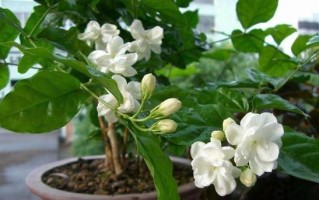 冬天开花的茉莉花之奇迹（寒冷季节也能欣赏到婀娜多姿的茉莉花盛开）