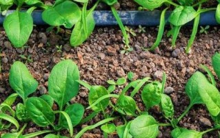 如何科学地种植小白菜（时间、方法、注意事项，让你轻松种出美味小白菜）