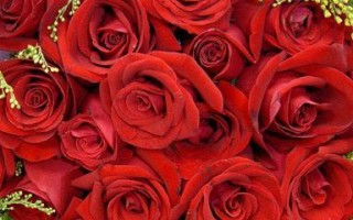 32朵玫瑰花的花语（探秘花语深意与传说）