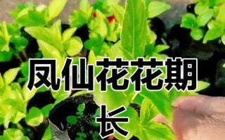 从花卉种子到绚丽花朵（探寻花卉种子的种植技巧，打造花园的瑰丽之境）