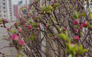 花为什么会越来越绿？（揭秘花叶变绿的奥秘，）
