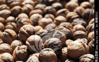核桃——美味与营养并存的坚果果树