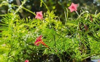 茑罗种植指南（打造美丽花园的秘诀）