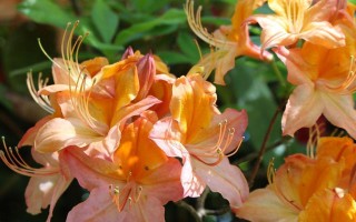 杜鹃花的养护秘诀（阳光是关键，让杜鹃花娇艳绽放）