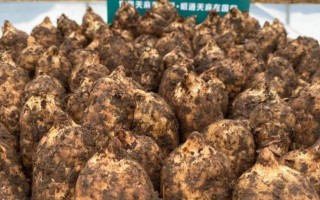 天麻的最佳采摘时期和技巧（如何在正确的时机和方法下采摘天麻）
