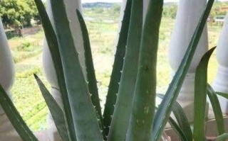 在房间里种植什么植物好？（15种植物推荐，打造自己的绿色空间）