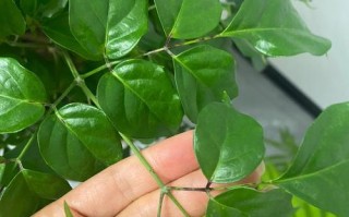 幸福树因的树叶变黄，如何解决？（“树叶变黄”）