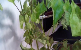 常青藤繁殖方法与注意事项（如何快速繁殖常青藤，避免常见问题？）