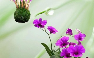 石斛花期分析（探讨石斛一年开花次数和影响因素）