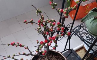 海棠的室内养护（掌握这些关键知识，让海棠在室内绽放美丽）