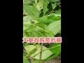 植物的攀爬方式及适应环境的能力（探索植物攀爬的秘密与进化的奇迹）