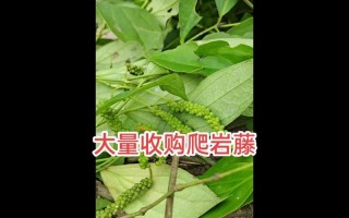 植物的攀爬方式及适应环境的能力（探索植物攀爬的秘密与进化的奇迹）