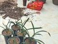 兰花修根与养护技巧（掌握兰花修根的步骤和注意事项，打造健康美丽的兰花）