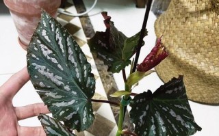竹叶海棠掉叶子的原因与解决方法（了解竹叶海棠的叶子掉落现象，保持花草健康美丽）